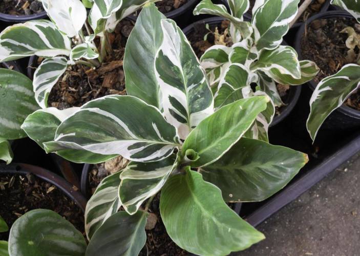 ilustrasi calathea white fusion (vecteezy.com/Nalinratana Phiyanalinmat)